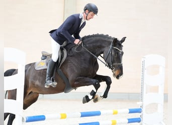 Hannoveraan, Merrie, 9 Jaar, 173 cm, Zwartbruin