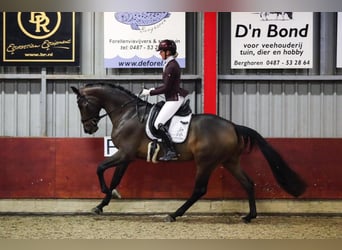 Hannoveraan, Merrie, 9 Jaar, 174 cm, Bruin