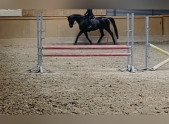 Hannoveraan, Merrie, 9 Jaar, 174 cm