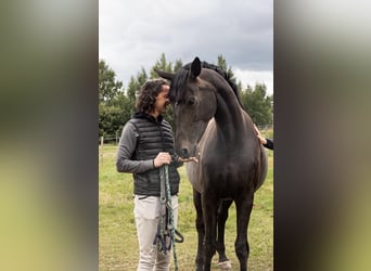 Hannoveraan, Merrie, 9 Jaar, 174 cm