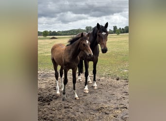 Hannoveraan, Merrie, 9 Jaar, 175 cm, Bruin