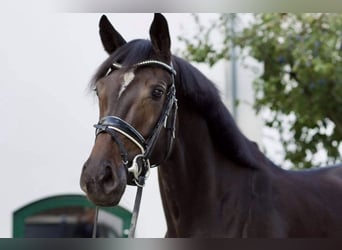 Hannoveraan, Merrie, 9 Jaar, 175 cm, Donkerbruin