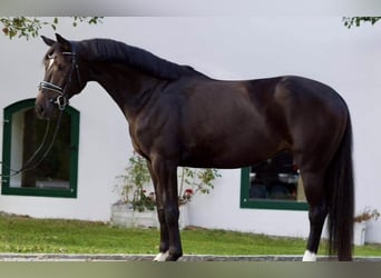 Hannoveraan, Merrie, 9 Jaar, 175 cm, Donkerbruin