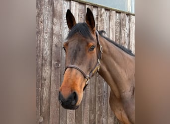 Hannoveraan, Merrie, 9 Jaar, 176 cm, Bruin