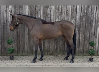 Hannoveraan, Merrie, 9 Jaar, 176 cm, Bruin