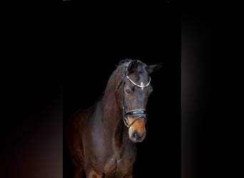 Hannoveraan, Merrie, 9 Jaar, 176 cm, Donkerbruin