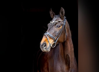 Hannoveraan, Merrie, 9 Jaar, 176 cm, Donkerbruin