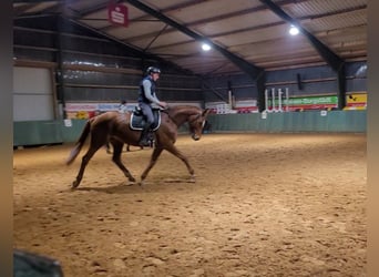 Hannoveraan, Merrie, 9 Jaar, 176 cm