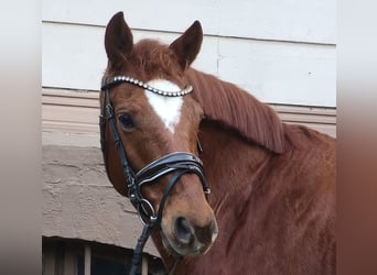 Hannoveraan, Merrie, 9 Jaar, Vos