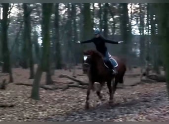 Hannoveraan, Merrie, 9 Jaar, Vos