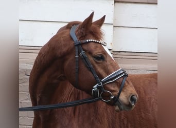 Hannoveraan, Merrie, 9 Jaar, Vos