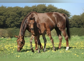 Hannoveraan, Merrie, , 165 cm, Bruin
