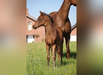 Hannoveraan, Merrie, , 165 cm, Bruin