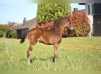 Hannoveraan, Merrie, , 165 cm, Bruin