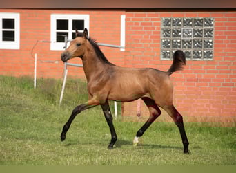 Hannoveraan, Merrie, veulen (04/2023), 165 cm, Buckskin
