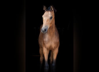Hannoveraan, Merrie, veulen (04/2023), 165 cm, Buckskin