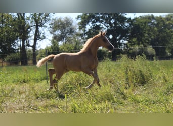 Hannoveraan, Merrie, Veulen (05/2026), 165 cm, Palomino