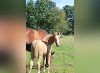 Hannoveraan, Merrie, Veulen (05/2026), 165 cm, Palomino