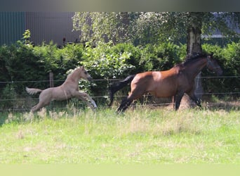 Hannoveraan, Merrie, Veulen (05/2026), 165 cm, Palomino