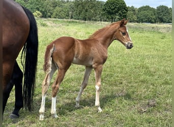 Hannoveraan, Merrie, veulen (05/2024), 166 cm, Donkere-vos