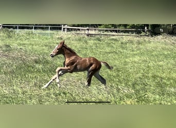 Hannoveraan, Merrie, veulen (05/2024), 166 cm, Donkere-vos