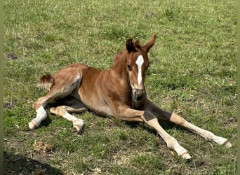 Hannoveraan, Merrie, veulen (05/2024), 166 cm, Donkere-vos