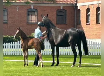 Hannoveraan, Merrie, veulen (04/2024), 167 cm, Bruin