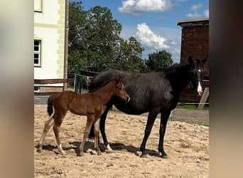 Hannoveraan, Merrie, veulen (04/2024), 167 cm, Bruin