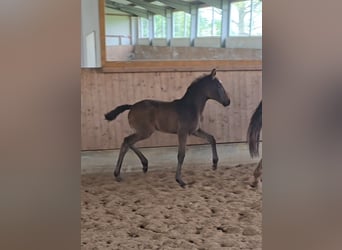 Hannoveraan, Merrie, , 168 cm, Bruin