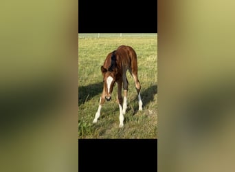 Hannoveraan, Merrie, Veulen (04/2025), 168 cm, Bruin