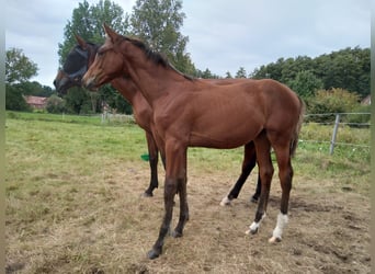 Hannoveraan, Merrie, Veulen (04/2025), 168 cm, Bruin