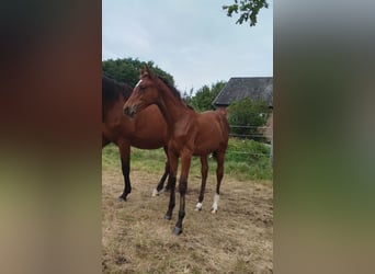 Hannoveraan, Merrie, Veulen (04/2025), 168 cm, Bruin