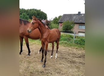 Hannoveraan, Merrie, Veulen (04/2025), 168 cm, Bruin