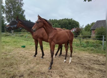 Hannoveraan, Merrie, Veulen (04/2025), 168 cm, Bruin