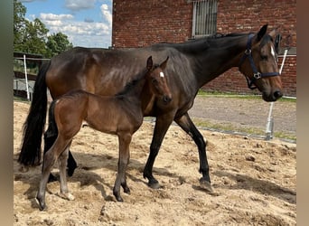 Hannoveraan, Merrie, , 168 cm, Donkerbruin