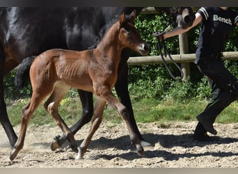 Hannoveraan, Merrie, Veulen (04/2026), 168 cm, Donkerbruin