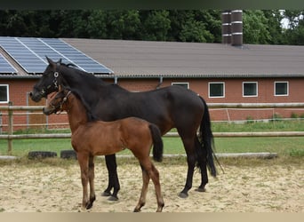 Hannoveraan, Merrie, Veulen (04/2026), 168 cm, Donkerbruin