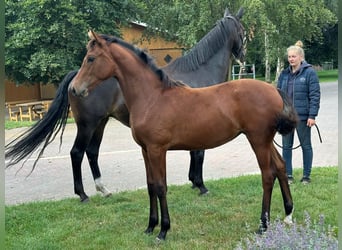 Hannoveraan, Merrie, Veulen (03/2026), 169 cm, Bruin
