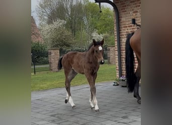 Hannoveraan, Merrie, , 169 cm, Bruin