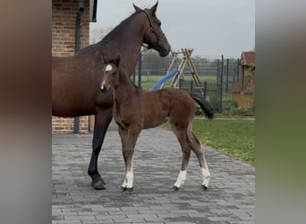 Hannoveraan, Merrie, , 169 cm, Bruin
