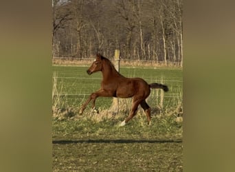 Hannoveraan, Merrie, , 169 cm, Bruin