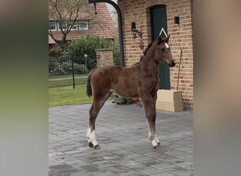 Hannoveraan, Merrie, , 169 cm, Bruin