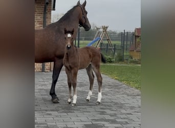 Hannoveraan, Merrie, , 169 cm, Bruin