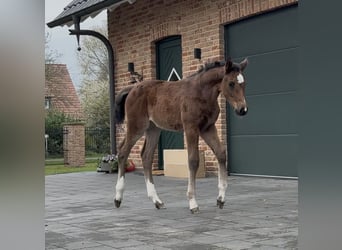 Hannoveraan, Merrie, , 169 cm, Bruin