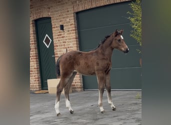 Hannoveraan, Merrie, , 169 cm, Bruin