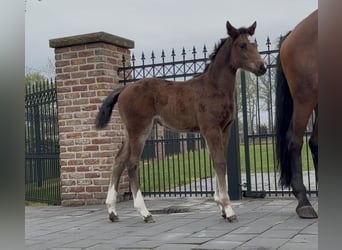 Hannoveraan, Merrie, , 169 cm, Bruin