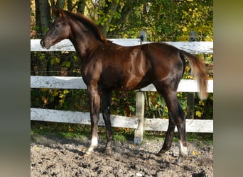 Hannoveraan, Merrie, Veulen (06/2025), 169 cm, Donkere-vos