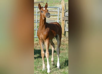 Hannoveraan, Merrie, Veulen (06/2025), 169 cm, Donkere-vos