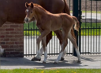 Hannoveraan, Merrie, , 169 cm, Donkere-vos