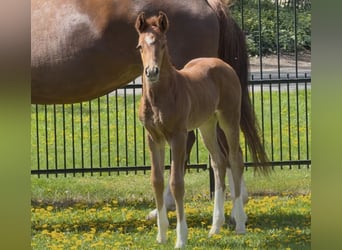 Hannoveraan, Merrie, , 169 cm, Donkere-vos